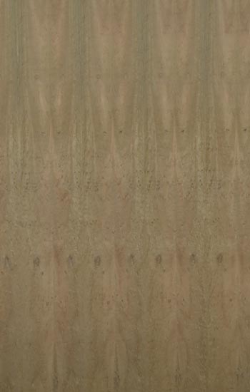 Eucalyptus Pomelle